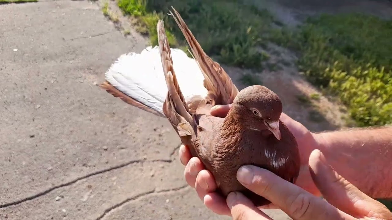 голуби Гапонова Юрия. выпуск для друзей и в память о погибшем друге Вадике.