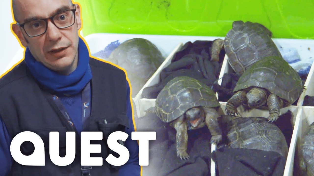 Smuggler Traffics Dying Tortoises Wrapped In Socks | Border Control: Europe