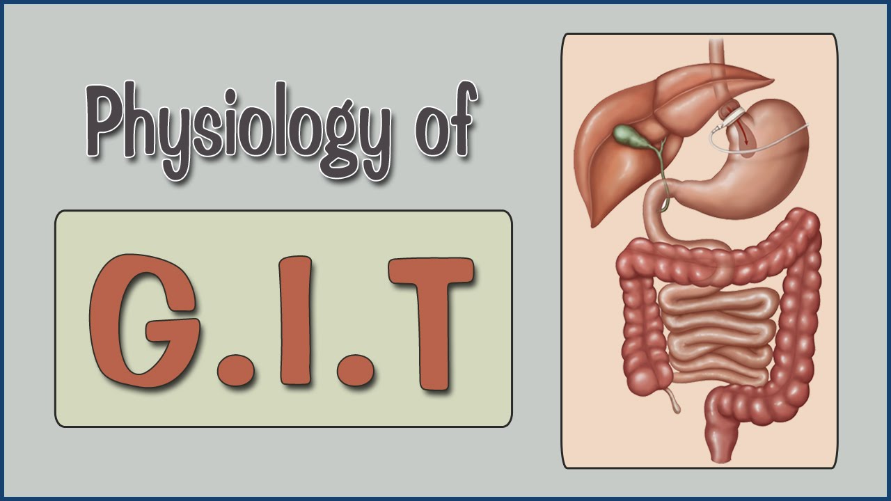 Easy Physiology | G.I.T | 1-Introduction & G.I.T Hormones