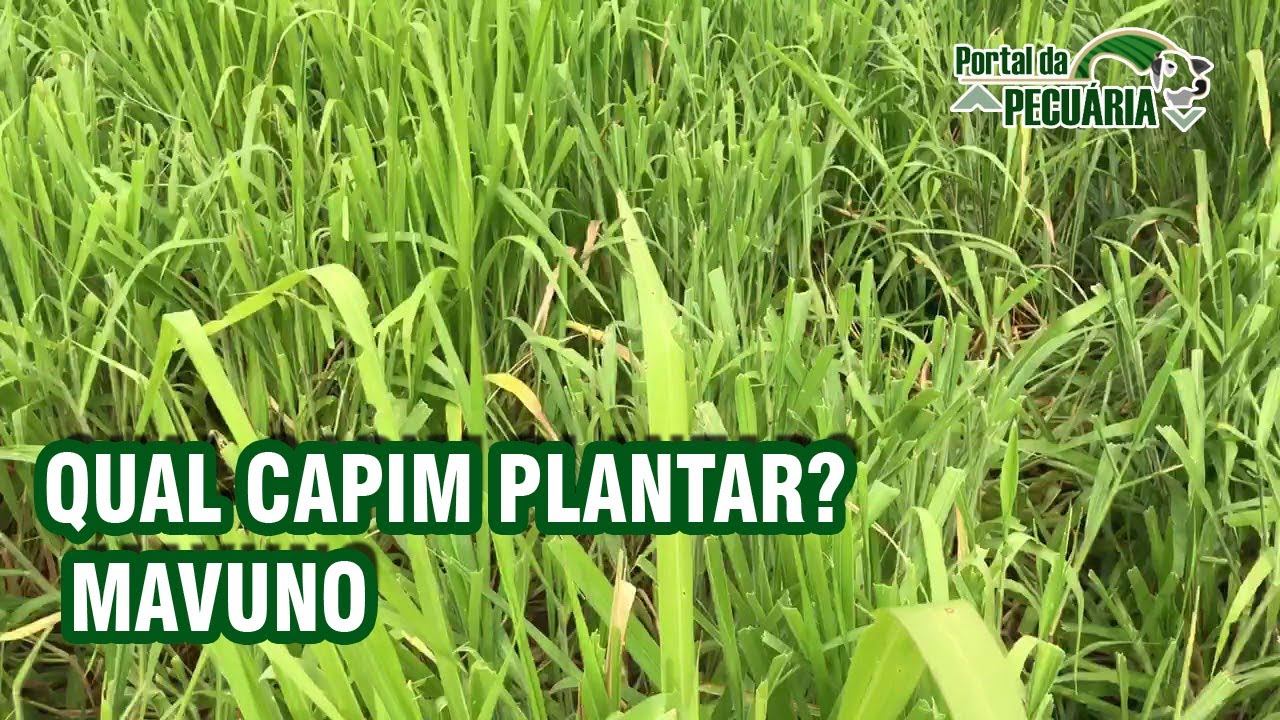 Qual capim plantar ? MAVUNO
