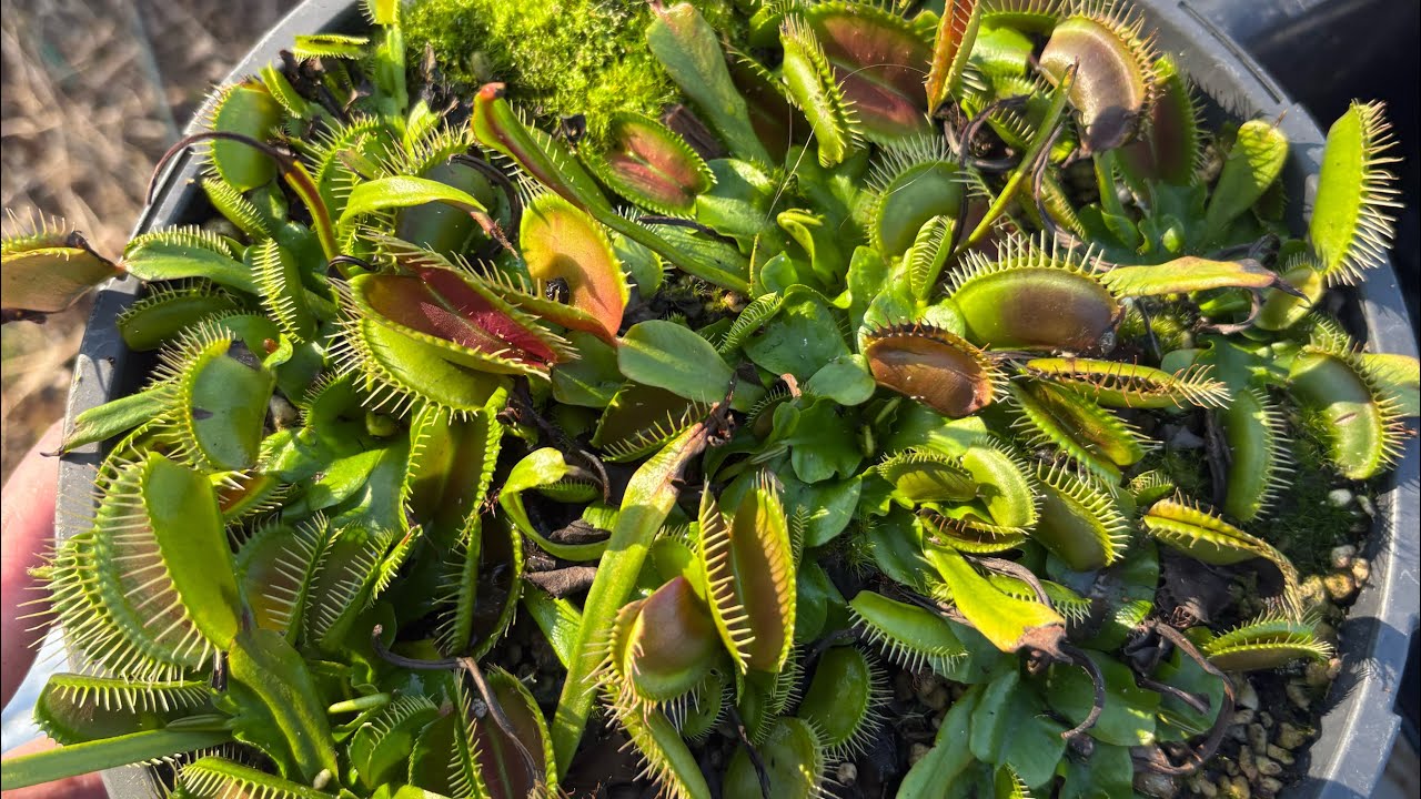 How to trim temperate carnivorous plants during winter 