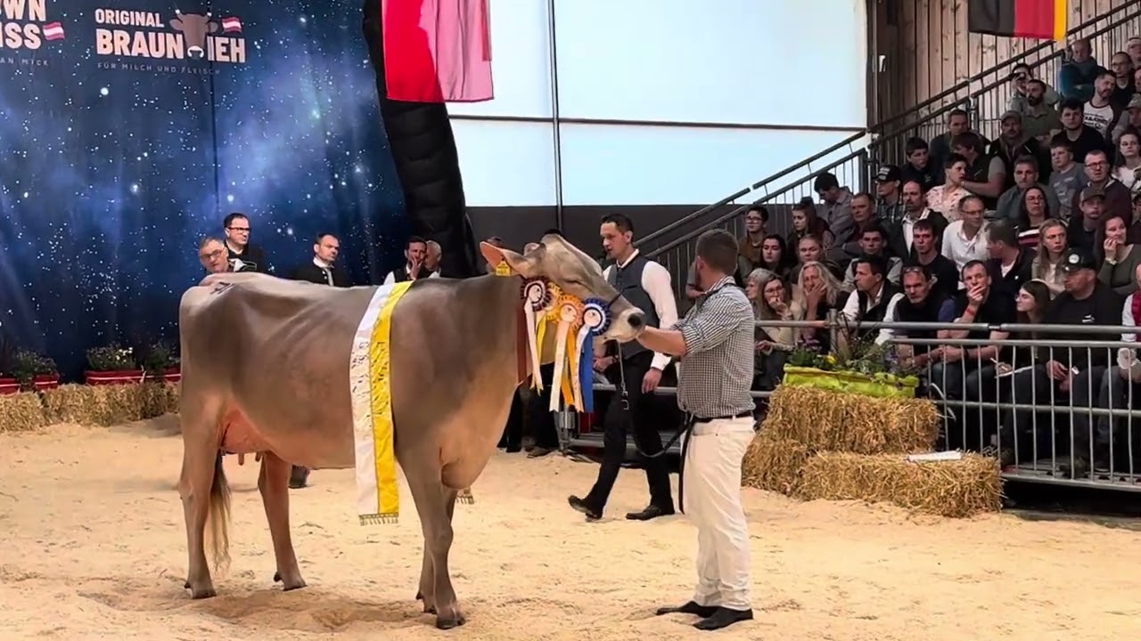 Junior Euterchampion Europaschau Braunvieh 2024