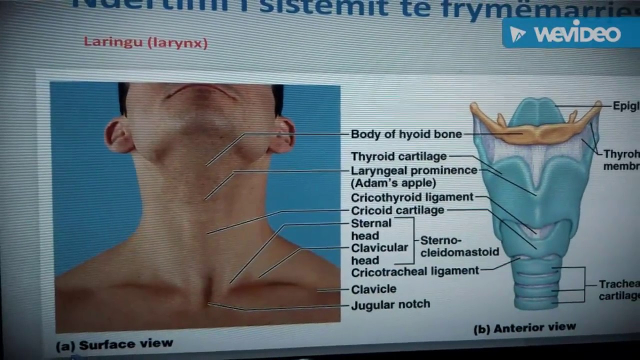 Frymemarrja