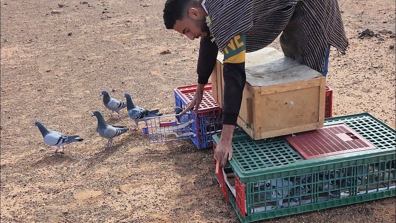 تاني درساج 30km الحمد لله داز مزيان #زافير #الحمام_زاجل #pigeon #الزاجل 