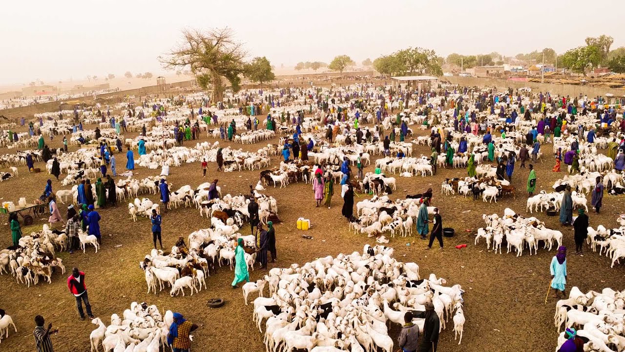 CAP SUR TABASKI LOUMA MISSIRAH INONDEE DE MOUTONS