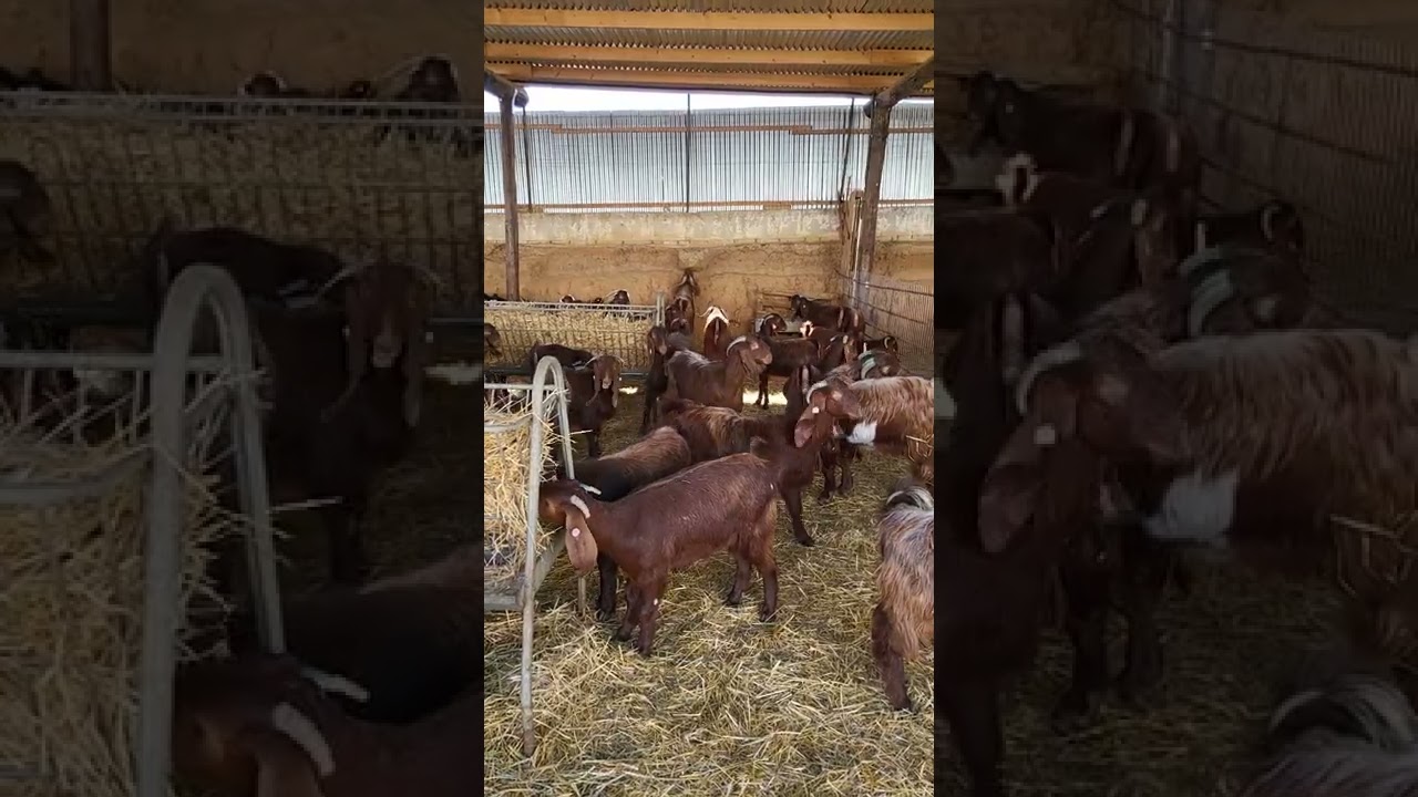 Κατσίκια Δαμασκου/ Dini Farm