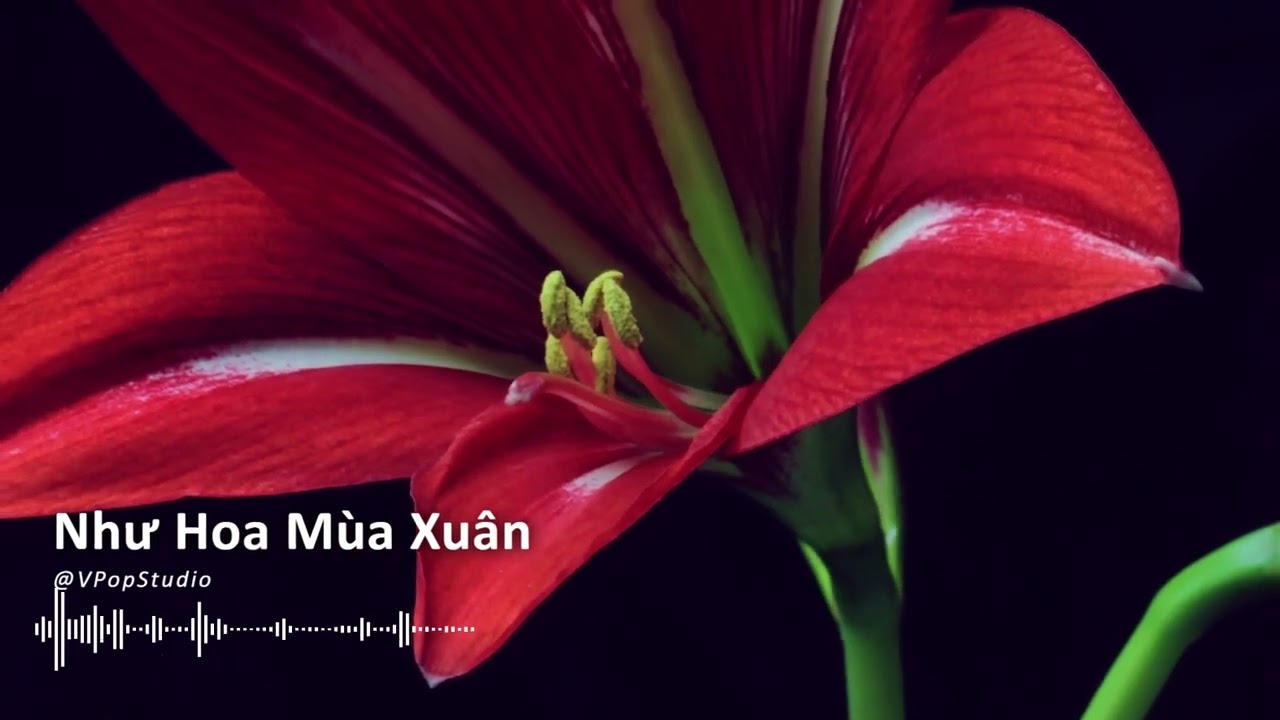 NHƯ HOA MÙA XUÂN – Châu Đăng Khoa | Acoustic Guitar Cover - Nhạc Tết Nhẹ Nhàng | V-Pop Studio