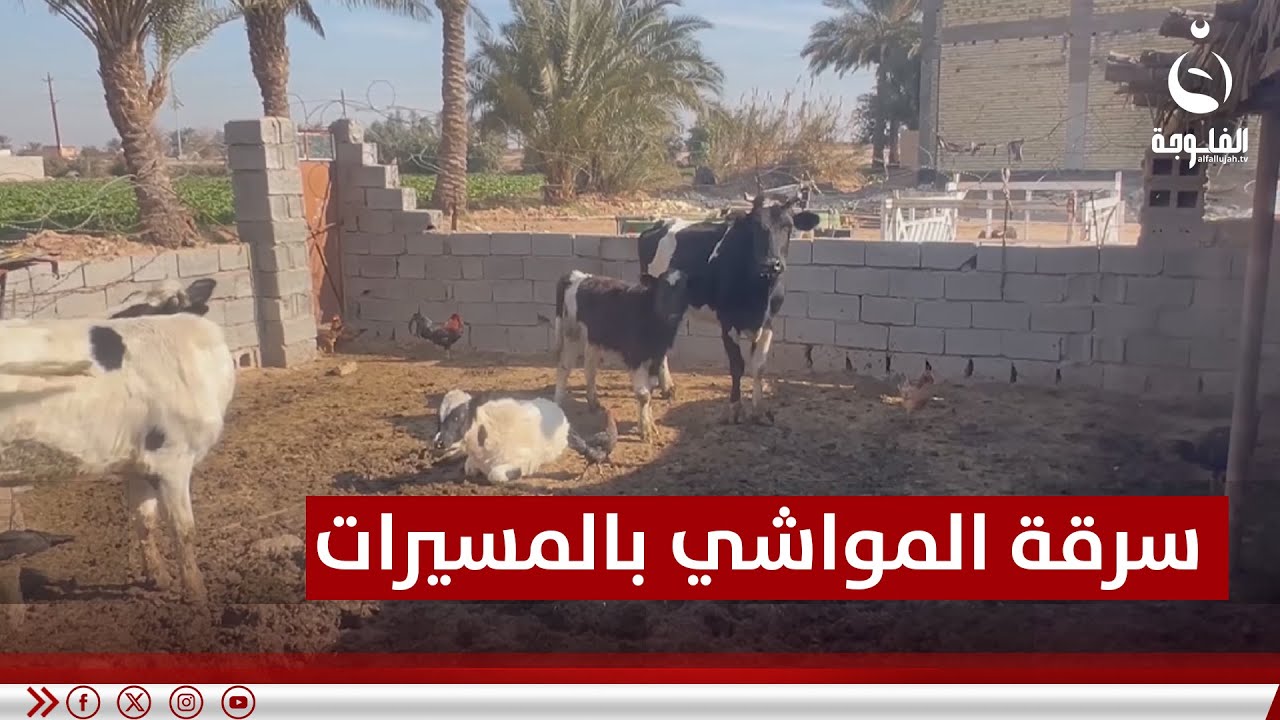 سرقة للمواشي في قرى ناحية بني سعد باستخدام الطائرات المسـ,,ـ..ـيـ..ـرة