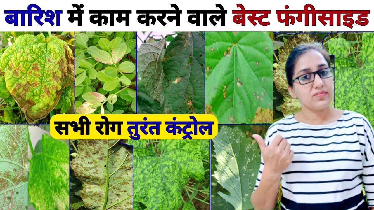 बारिश में काम करनेवाले बेस्ट फंजीसाईड । Best Fungicide | downy mildew fungicide | rainy season crop