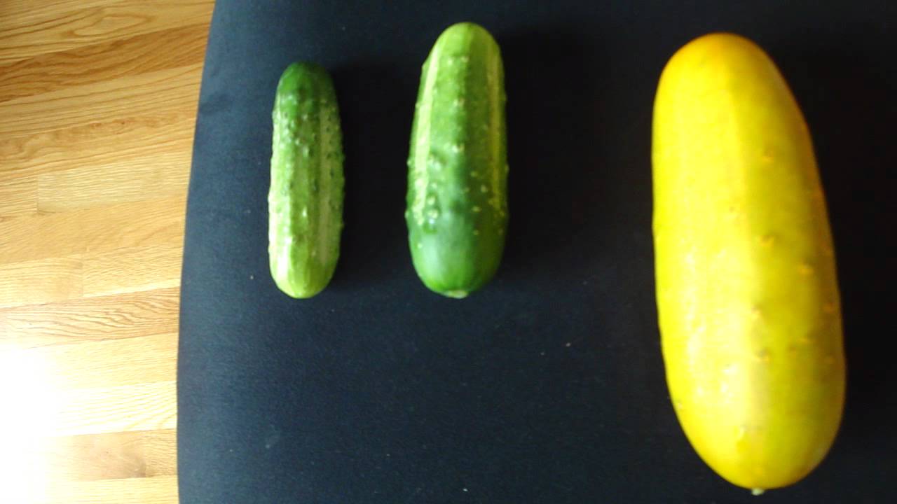 Picking Kirby Cucumbers