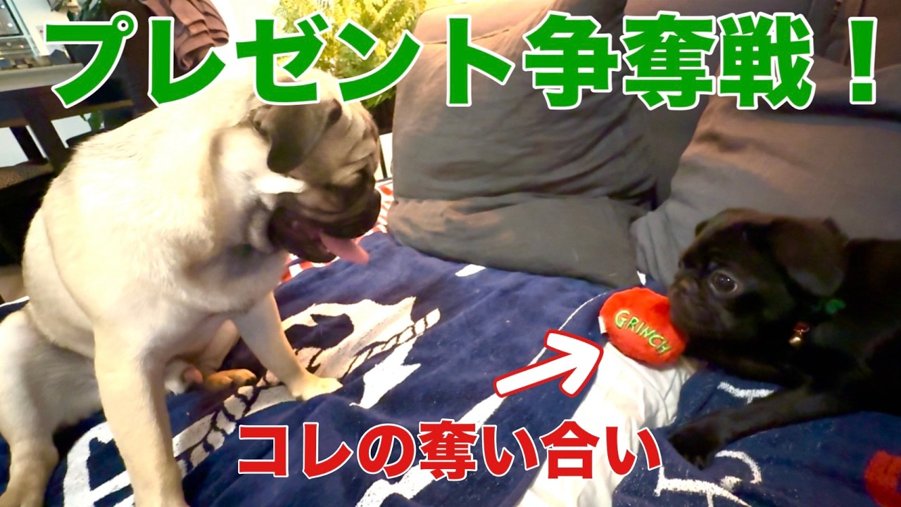 【黒パグ】クリスマスプレゼントをあげたら大騒ぎ！スヌーピーおもちゃ争奪戦が勃発
