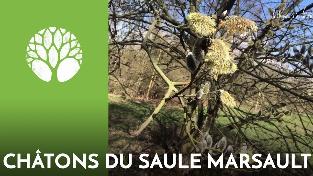 Le saule, aspirine et biodiversit&eacute;