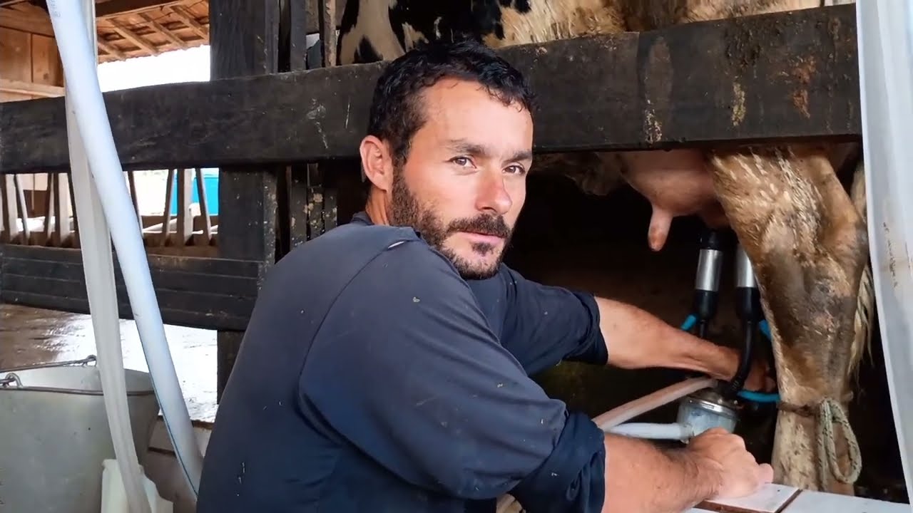 AVÔ, PAI E (HOJE OS DOIS IRMÃOS) GADO SELECIONADO VACA DE 50 LITROS