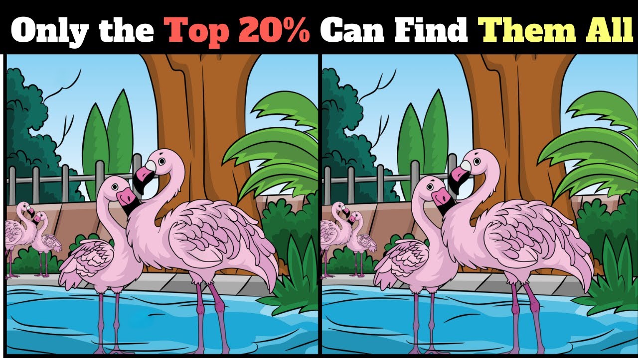 What is Different Life in the Zoo Moderately Challenging Brain Break Workout