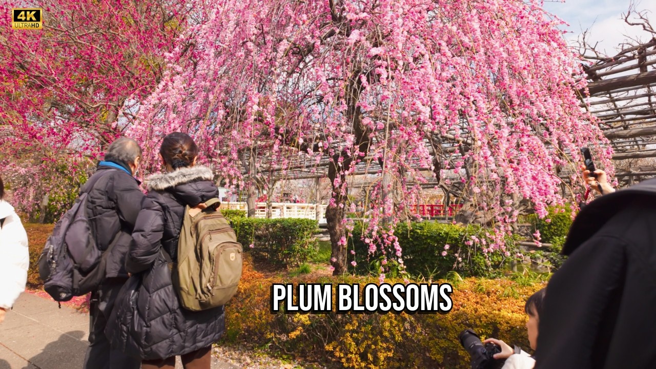 Escaping Tokyo's Chaos: A Walk to Kameido Tenjin Plum Blossom | 4K