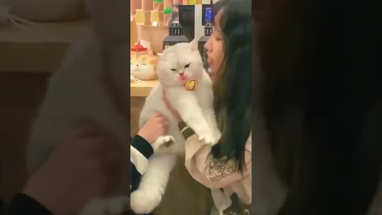enak jadi kucing di cium dua cewek cantik#funny #cat #cute #shorts