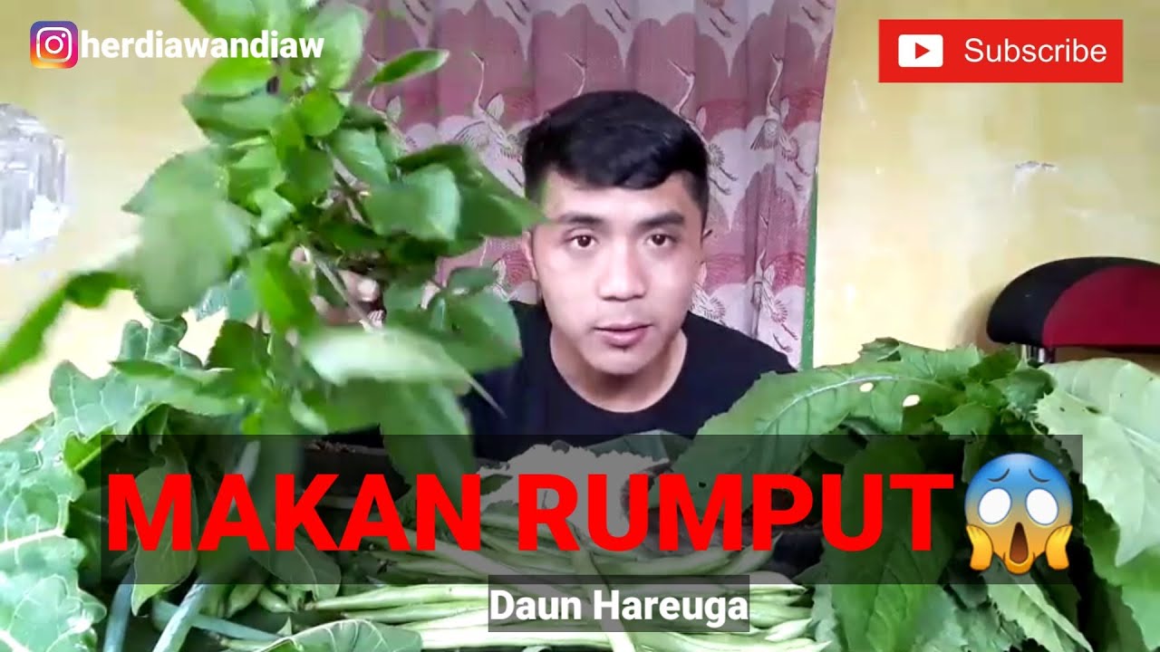 mukbang RUMPUT LIAR | Lalapan mentah kaya manfaat | daun sintrong, hareuga, bawang daun batang ppaya
