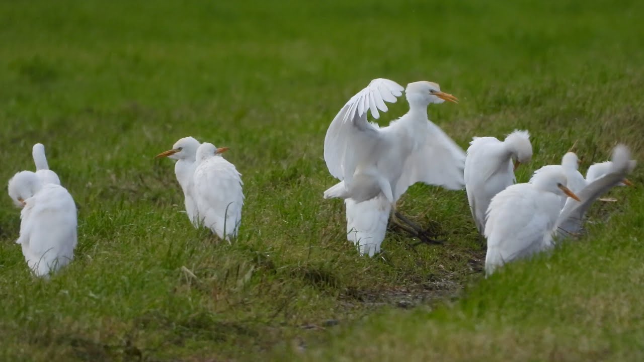 Cattle Egrets - Westhay 4K