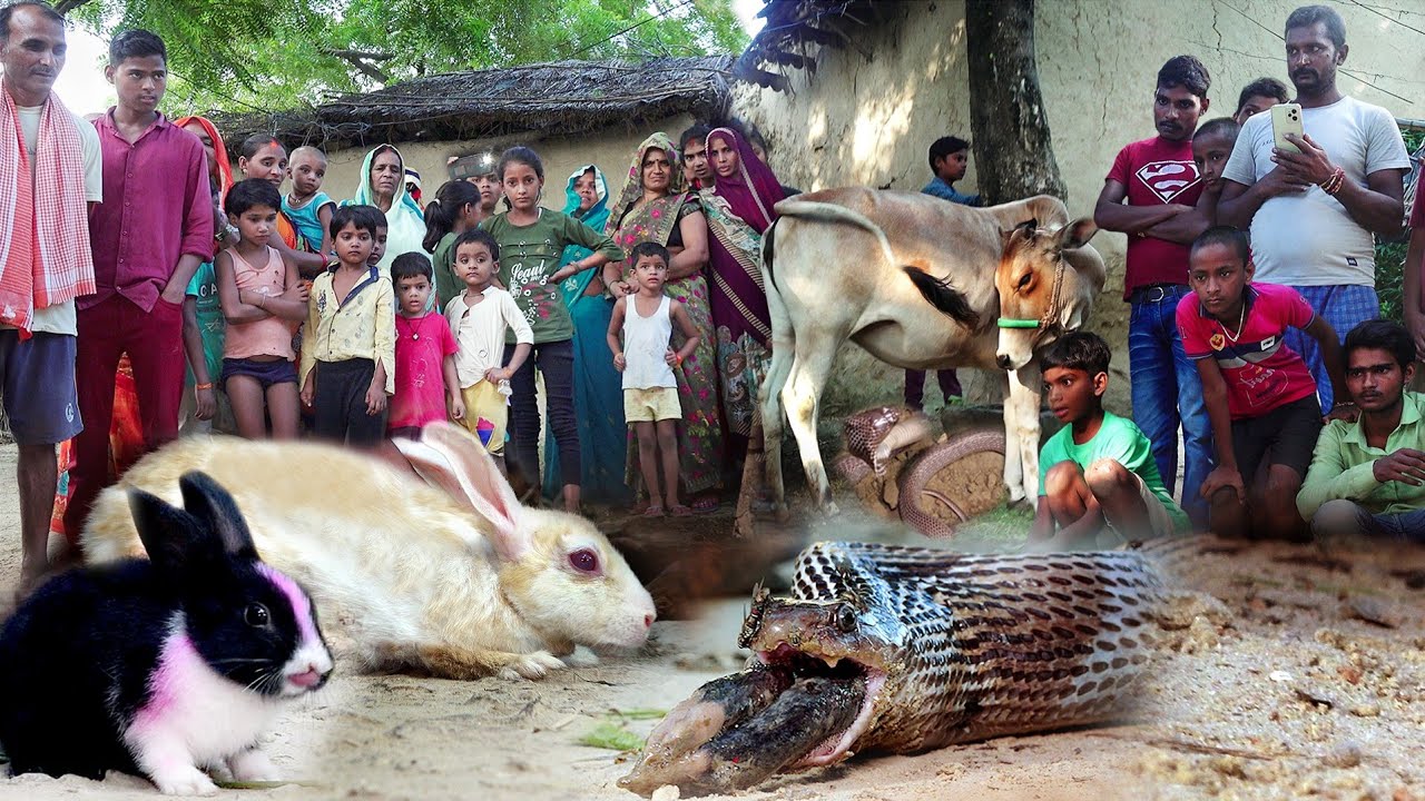 कौन से बच्चे को जिन्दा निगल गया कोबरा सर्प; देखिये कैसे निकाला बाहर और फिर क्या हुआ!😱 Cobra Rescue