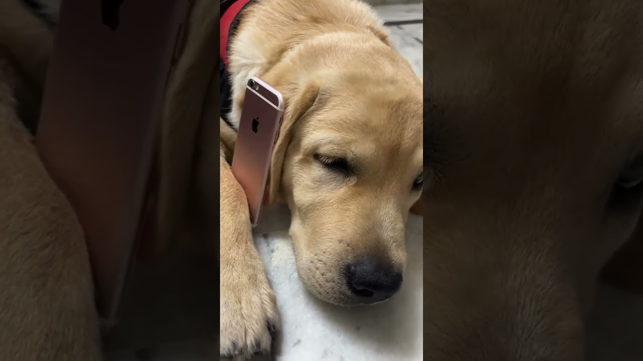 #dog