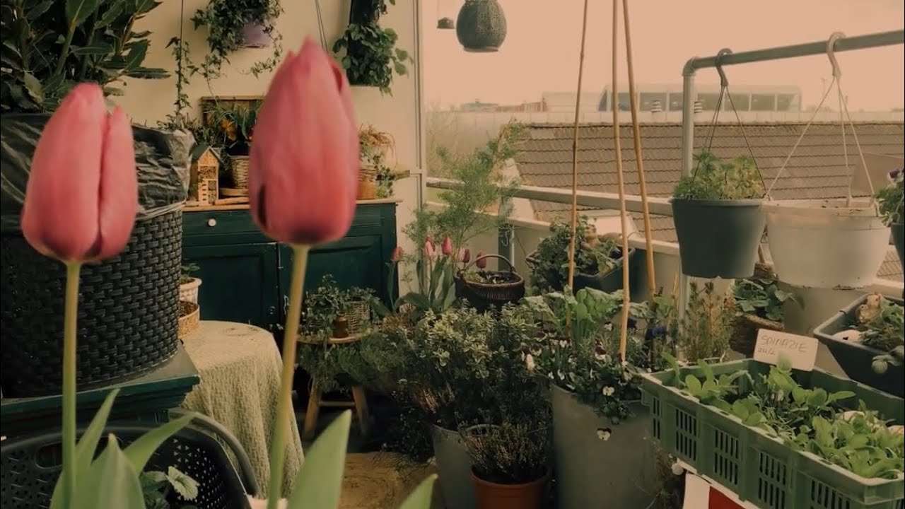 Moestuin seizoen 2023 Het Groene Tuintje. Mijn moestuin balkon.