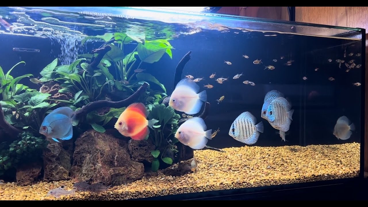 2.5-3” Juvenile Discus Fish In A 65 Gallon Planted Aquarium | 15 Minutes of Soft Sounds & Relaxation