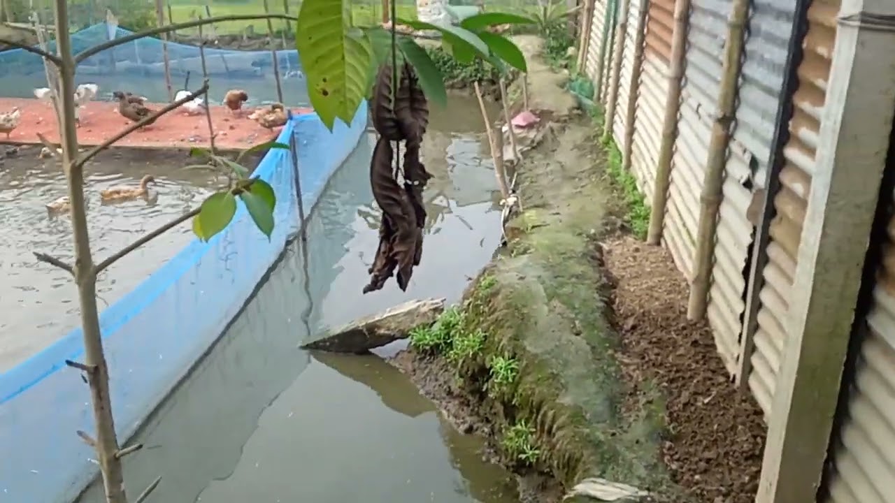 হাসের খামার