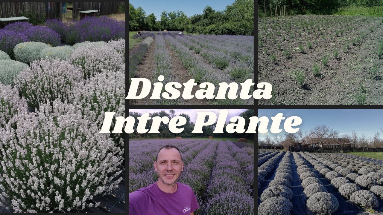 Cum se planteaza Lavanda - Distanta intre randuri si plante!