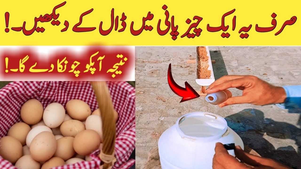 “Increase Egg Production Fast | “How to Get More Eggs from Hens | Jutt Sab Kay Parinday
