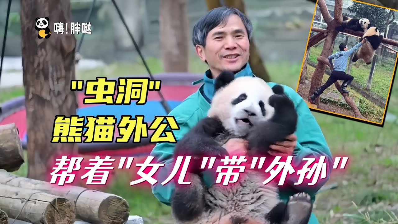 熊猫外公：带大“女儿”带“外孙”，重庆动物园熊猫馆胡奶爸和熊猫女儿们的故事