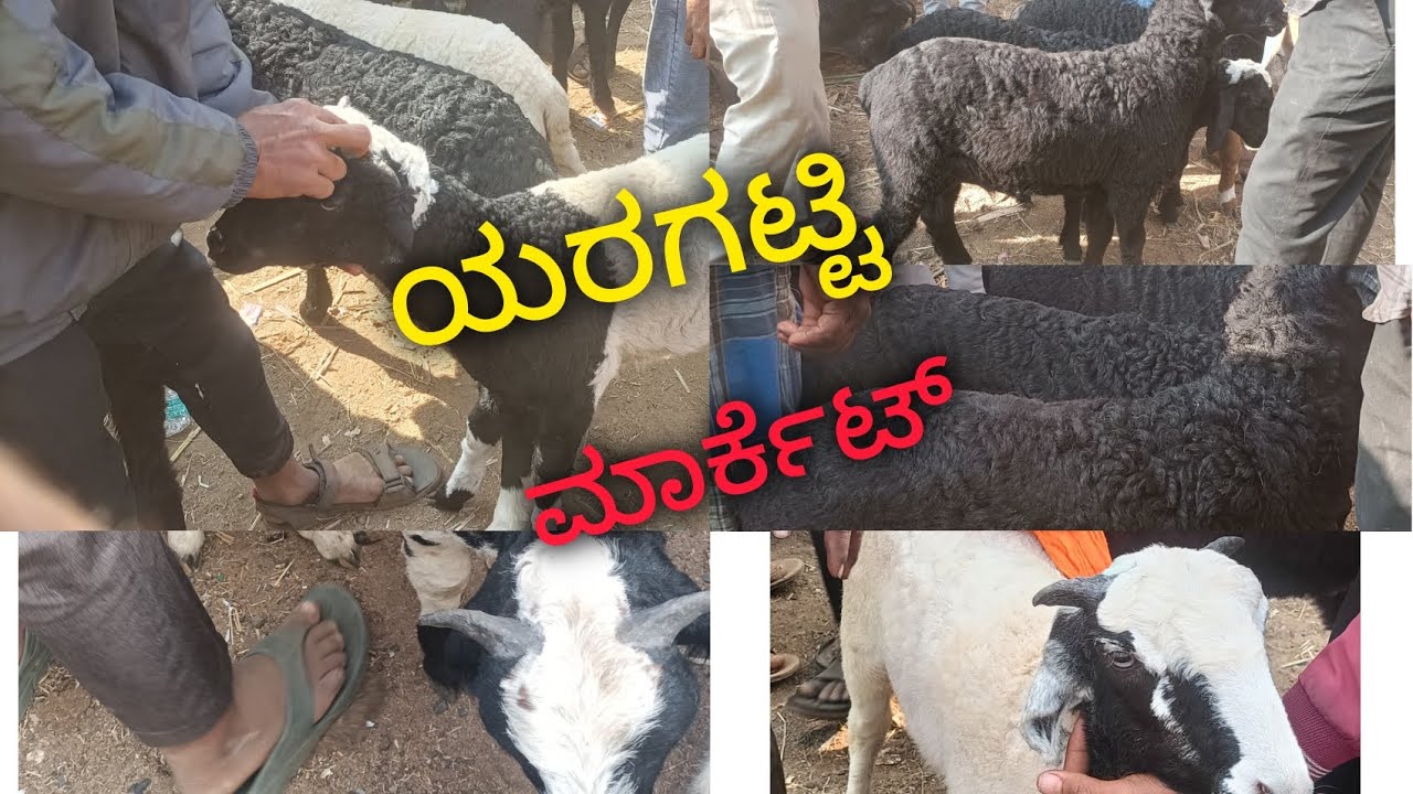 ಯರಗಟ್ಟಿ ಮಾರ್ಕೆಟ್ | ಶೀಪ್ಸ್ | tagaru | sheepssheep | tagaru | ಟಗರು | Karnataka sheep