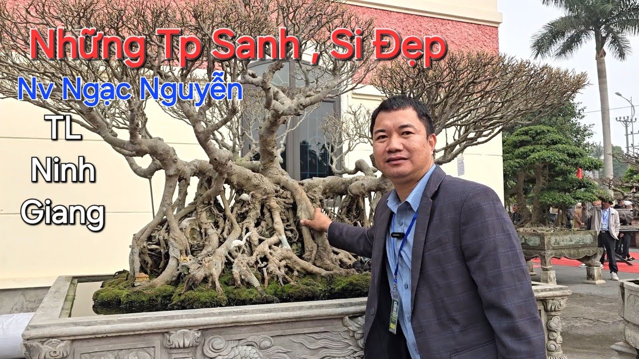 CHIÊM NGƯỠNG 3 TP ĐẸP của NV NGẠC NGUYỄN tại TL Ninh Giang 2026 .