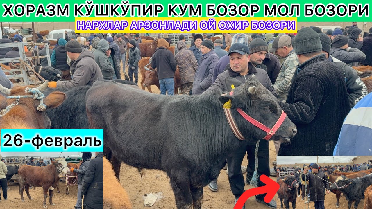 ХОРАЗМ КЎШКЎПИР КУМ БОЗОР МОЛ БОЗОРИ НАРХЛАР АРЗОНЛАДИ ОЙ ОХИР БОЗОРИ 26-февраль 2026 г.