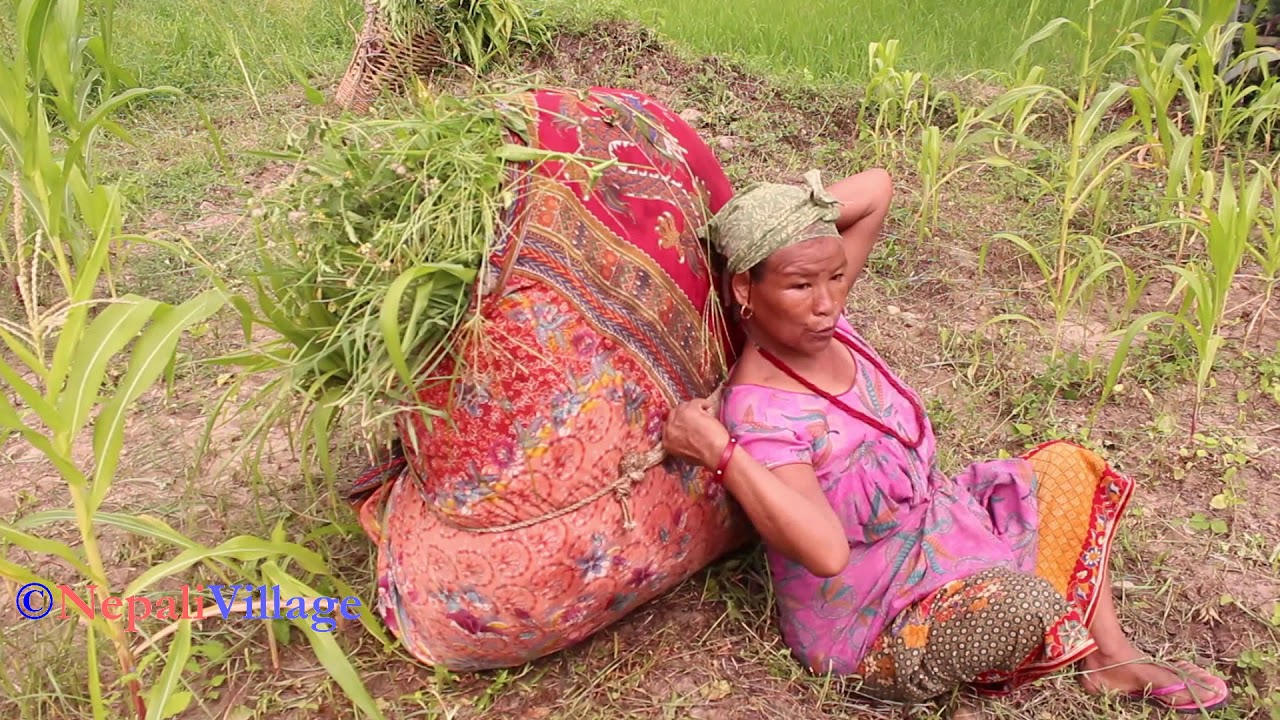 Cutting grass or collecting grass for feeding domestic animals or to cow