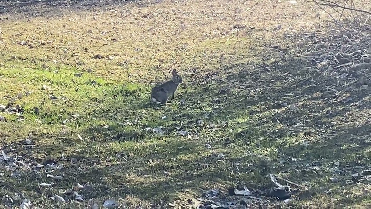 Wild rabbit 4/11/25