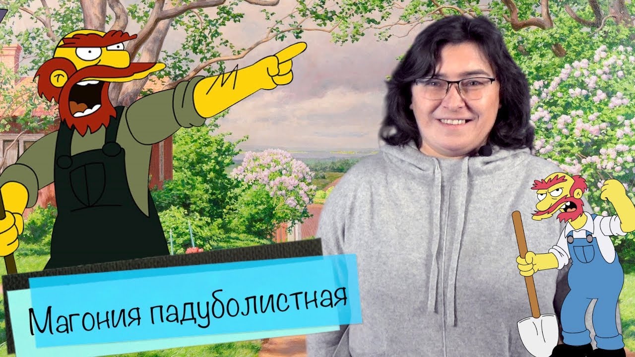 Магония падуболистная