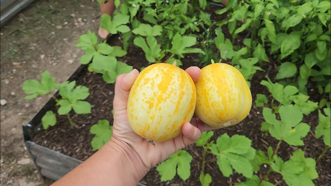Father's day harvest: BEATING THE STORM FOR BRUSCHETTA
