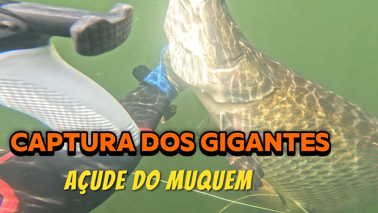 Pesca Sub: captura dos pirarucu 