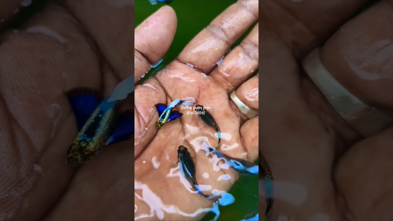 platinum white big ear guppy | #guppy #fish #farming