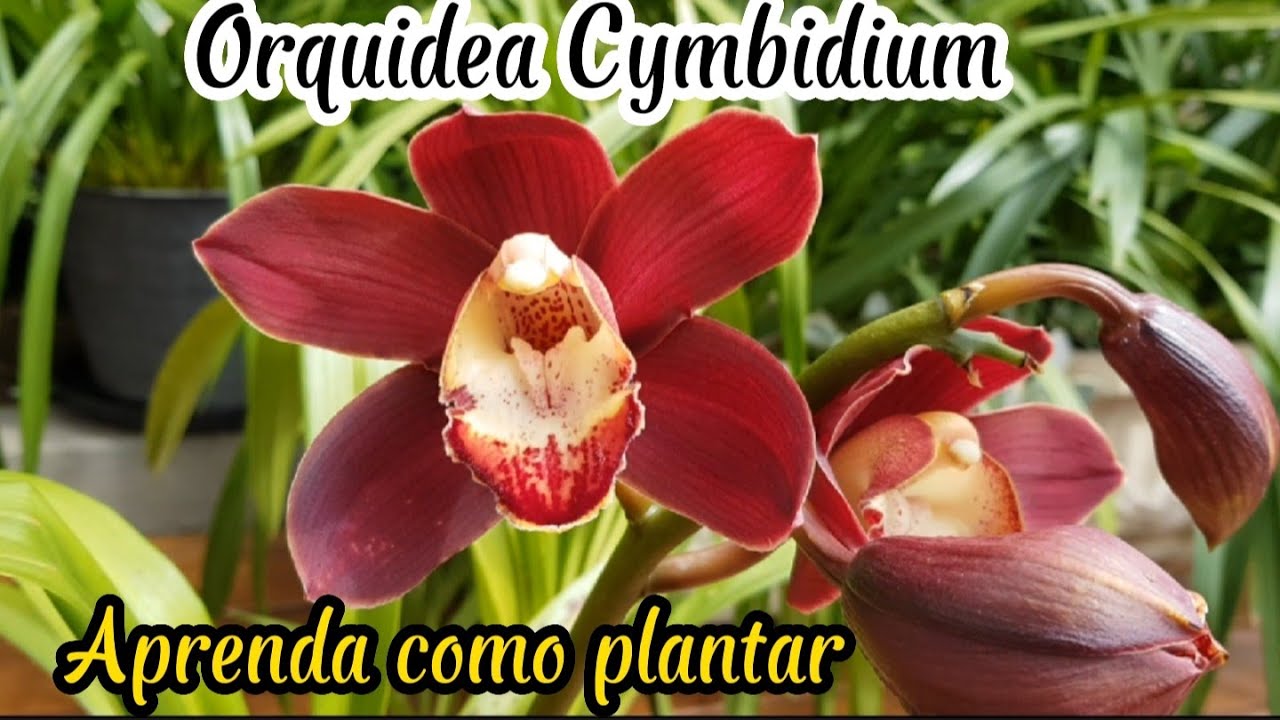 VEJA como PLANTAR sua Orquidea CYMBIDIUM! DICAS e atualização das hastes florais e mudas!💐