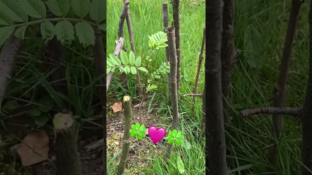 Рябина в саду да или нет ? 