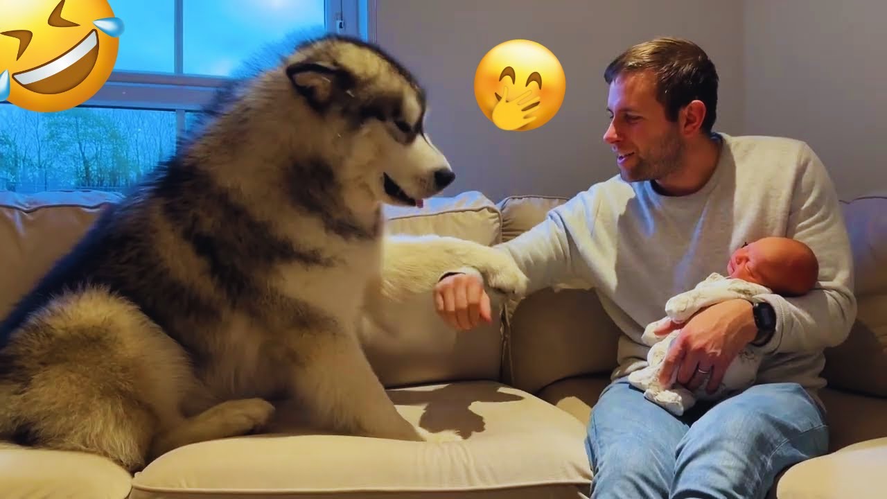 I dare you not to LAUGH at these FUNNY DOGS 😁🦮 - Best Funny Animals Videos 2024 & 2025#71