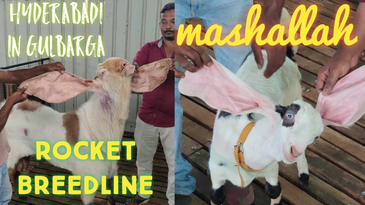 pure hyderabadi rocket breedline goat kids in premium goat farm gulbarga