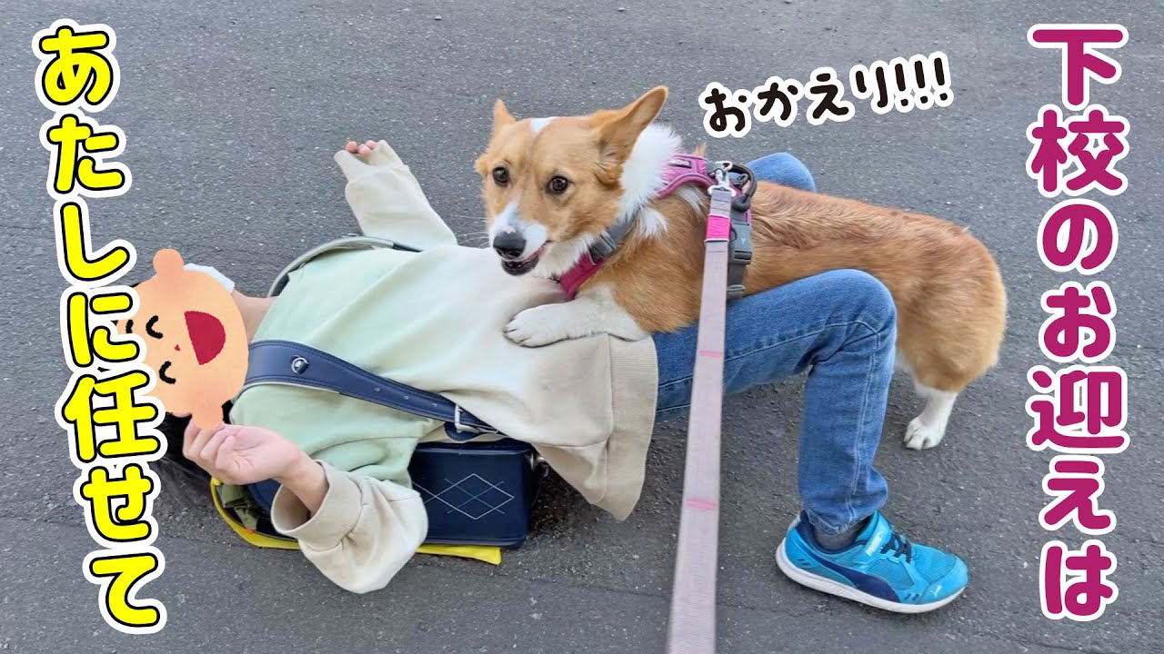 毎日新一年生のお迎えを楽しみにしているコーギー【お腹見せ放題】