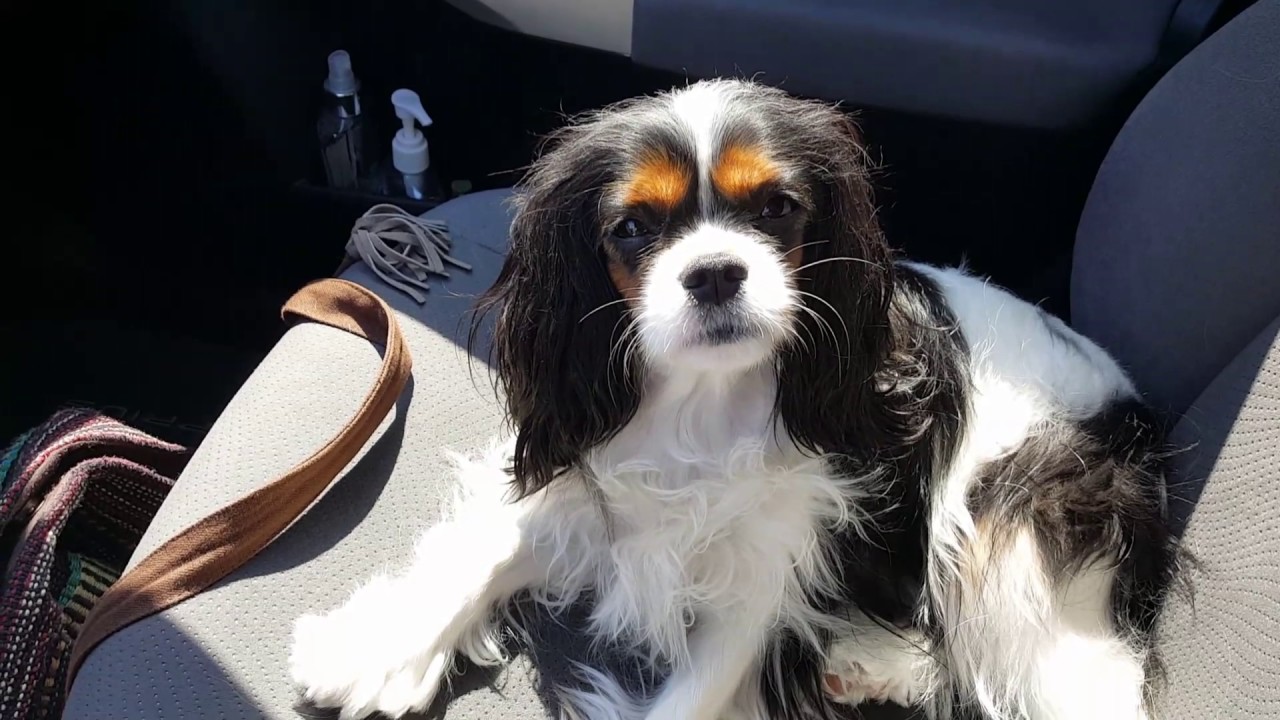 Luna the tri-color Cavalier King Charles Spaniel tired after her vet visit