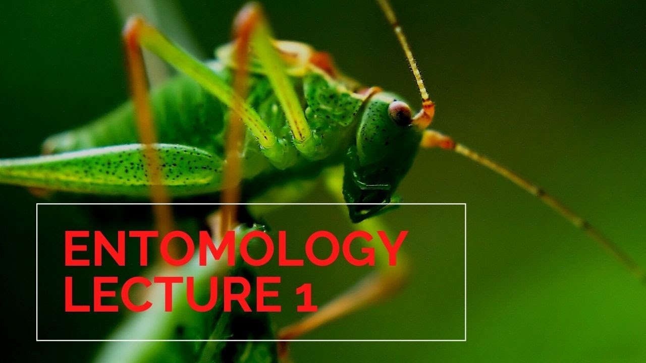 Entomology lecture 1