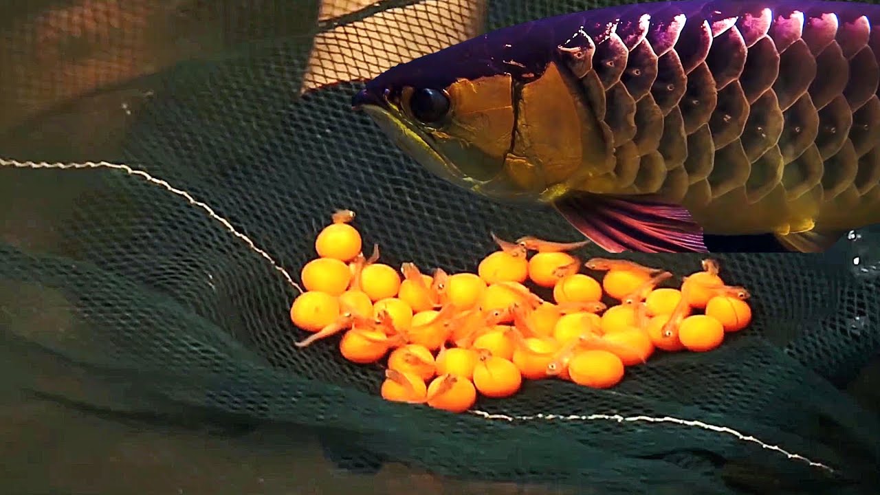 Arowana Farm Breeding A - Z #arowana #breeding #fish #farming