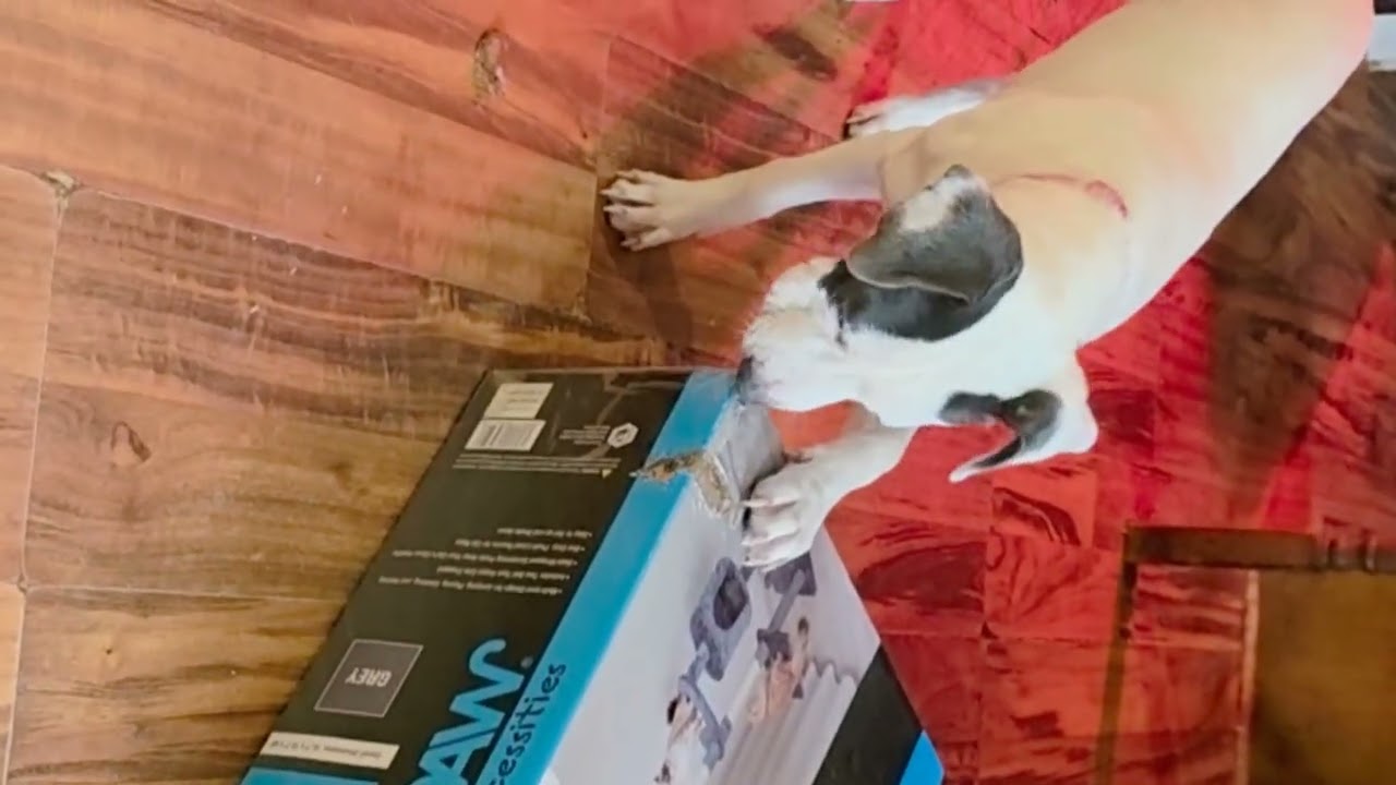 Puppy crimes: Box destruction in progress.