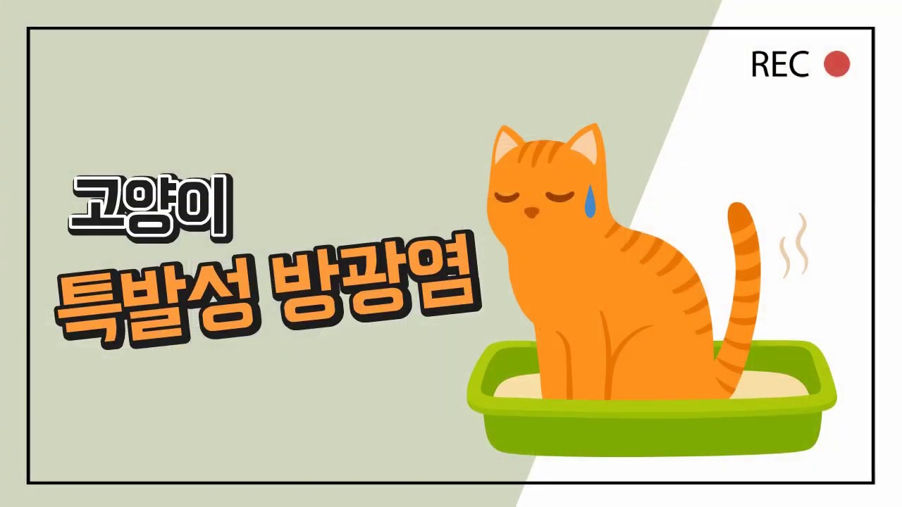 # 고양이 특발성 방광염 증상부터 치료, 관리방법까지!