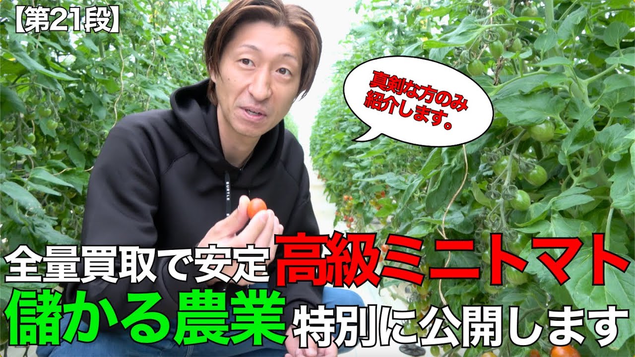 〜第21段〜【※本気の人だけ見て下さい】儲かる農業公開します。#水耕栽培 #ミニトマト #ミニトマト栽培 #やみつきトマト#岡山 #農業 #家庭菜園 #植物 #水耕#栽培#ビニールハウス